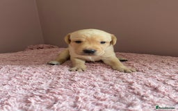 Labrador Retriever dogs for sale: Exceptional Quality KC Reg Labrador Puppies  - Image 5