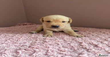 Labrador Retriever dogs - Advert 9