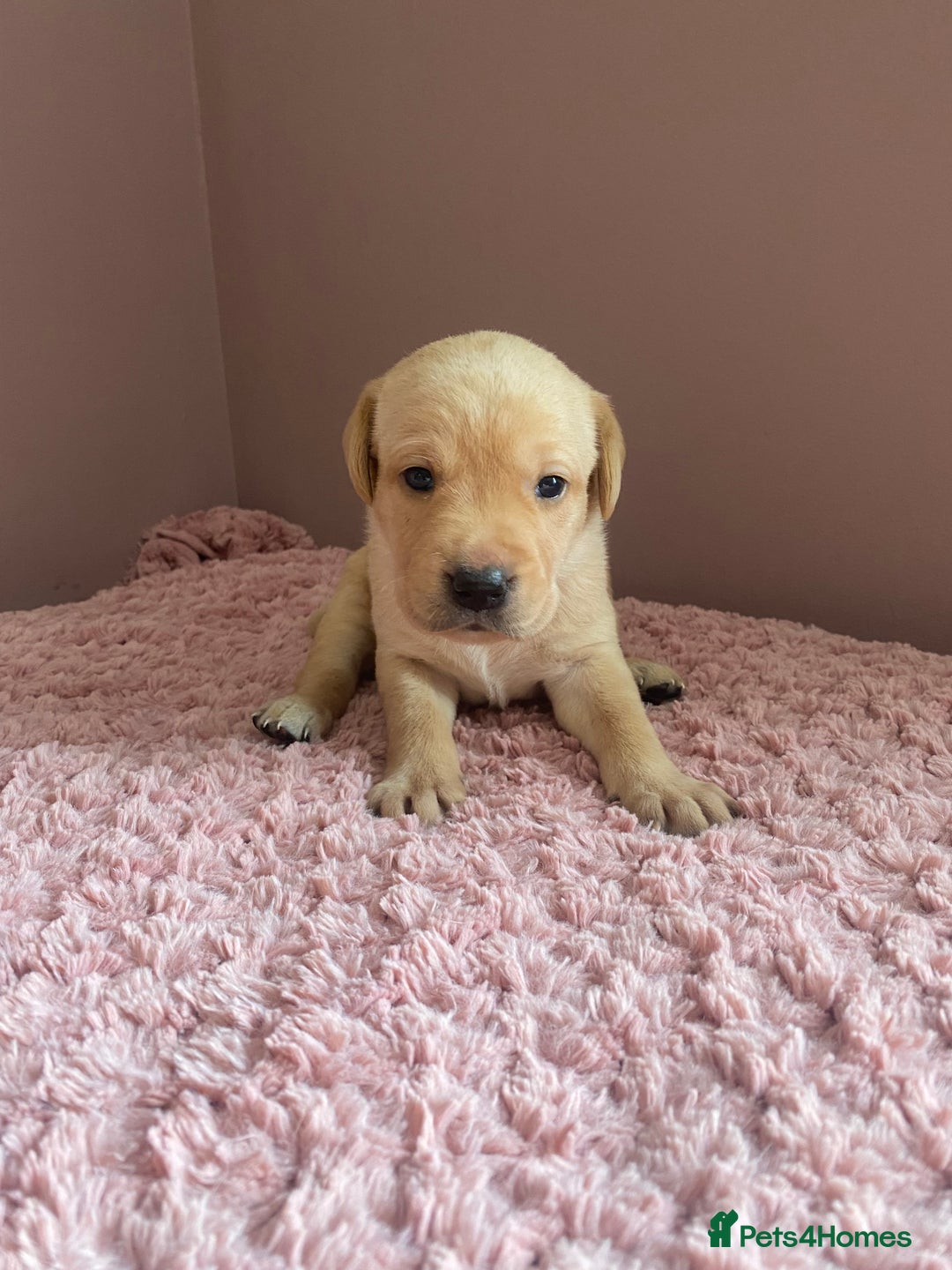 Labrador Retriever dogs for sale: Exceptional Quality KC Reg Labrador Puppies  - Image 5