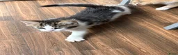 Mixed Breed cats for sale: 4 kittens available to leave.  in Sheffield - Advert 6