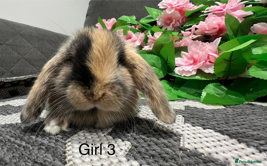 Mini Lop rabbits for sale: Stunning litter of 5 MINI LOPS ready to reserve  - Image 3