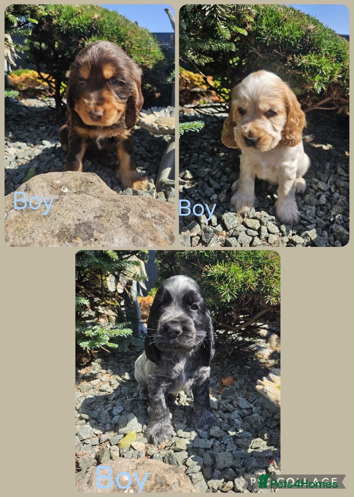 Cocker Spaniel dogs Kc reg Cocker Spaniel puppies - Advert 2