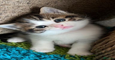 Mixed Breed cats - Advert 7