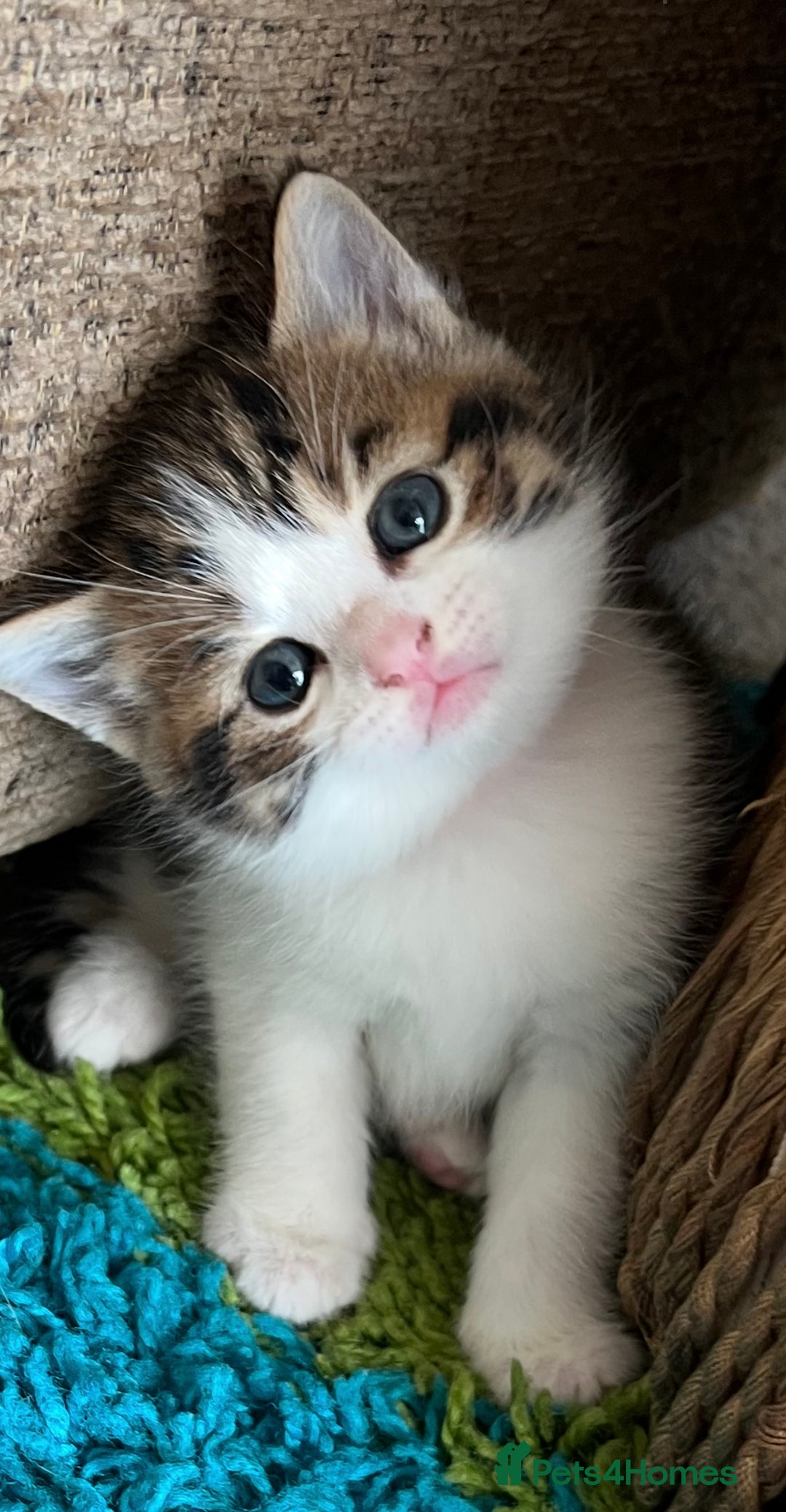 Mixed Breed cats for sale: READY NOW, 3 BEAUTIFUL TABBY BOYS (with Bengal)  - Image 2