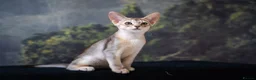 Abyssinian cats for sale: Buddy-Silver Abyssinian boy-Available-TOP quality - Advert 27