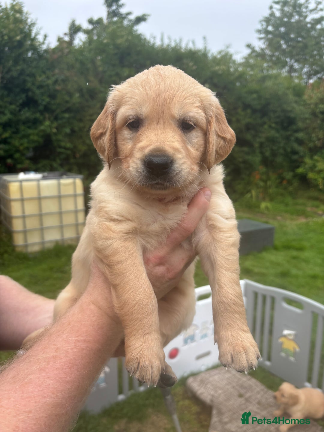 Golden Retriever dogs for sale: KC Registered Golden Retriever Puppies  - Image 18