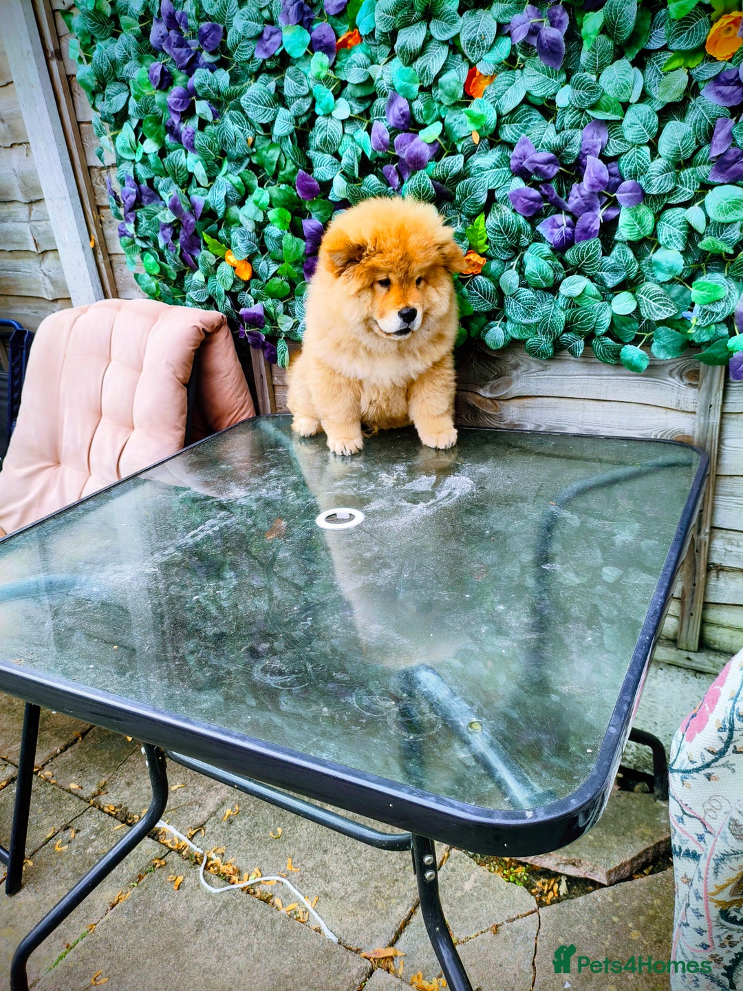Chow Chow dogs for sale: Chow chow - Image 5