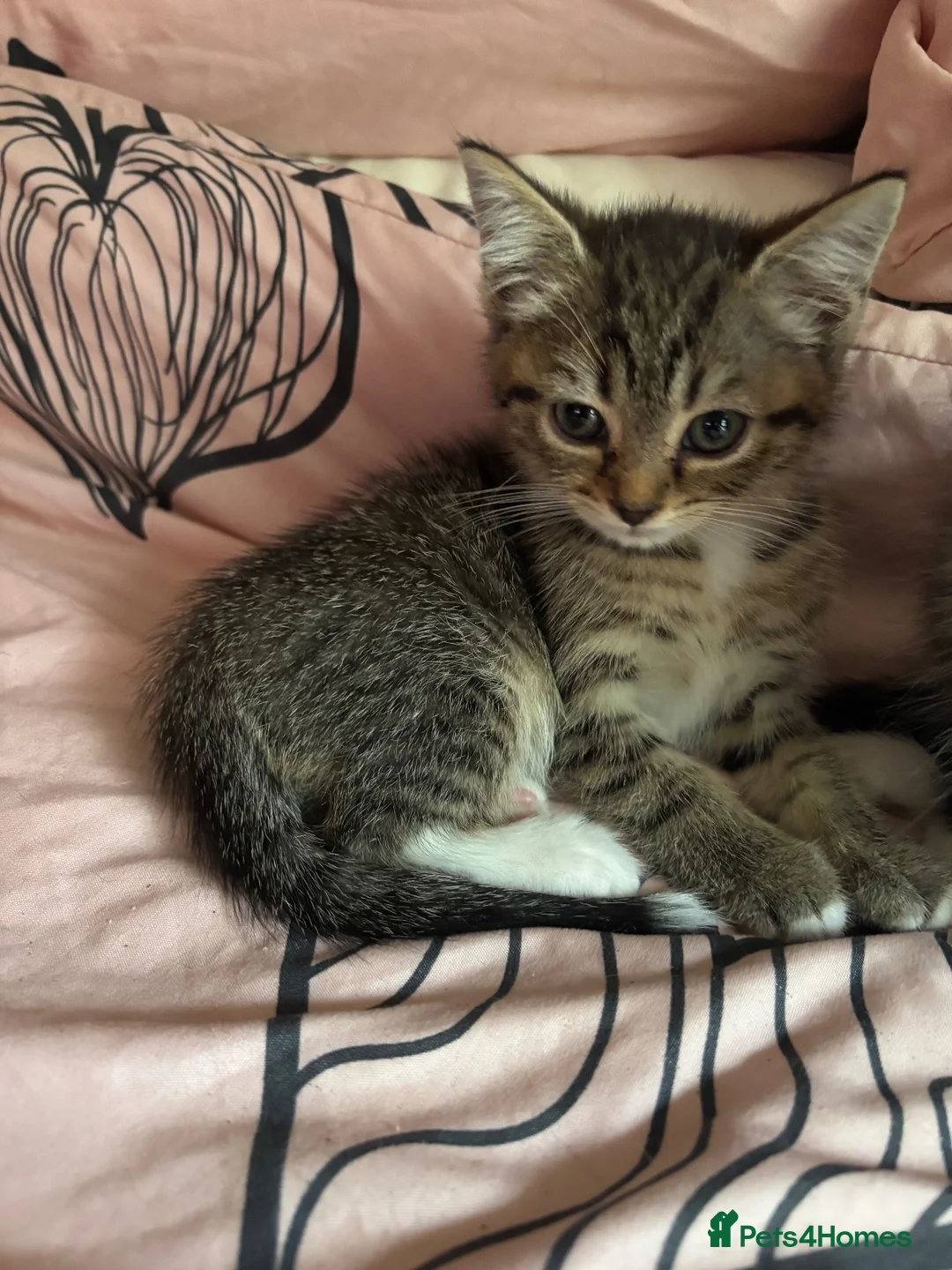 Persian cats for sale: Beautiful playful kittens Persian X  in Brighton - Advert 2
