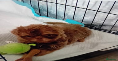 Shih Tzu dogs - Advert 16