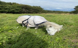 Welsh Section A horses for sale: Welsh Sec A - Image 3