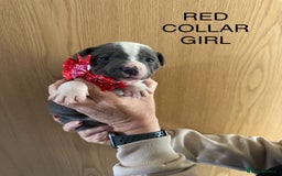 Staffordshire Bull Terrier dogs for sale: Staffordshire bull terrier pups - Advert 5