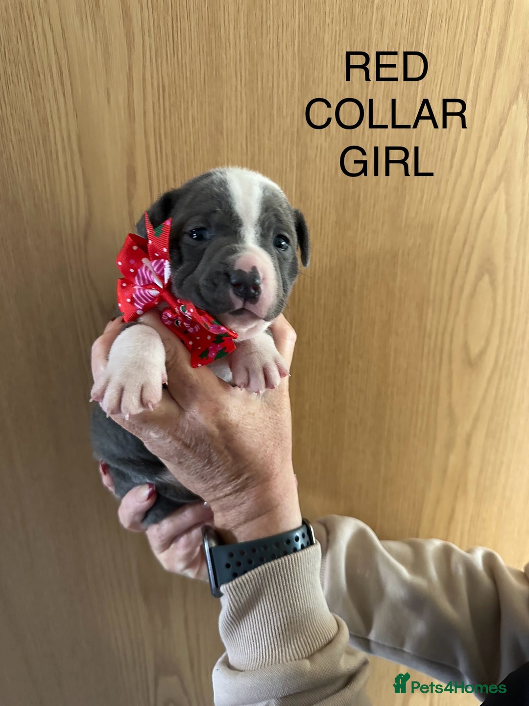 Staffordshire Bull Terrier dogs for sale: Staffordshire bull terrier pups - Advert 5