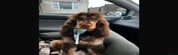 Cocker Spaniel dogs for sale: Chocolate Sable Show Cockers ✨ - Advert 17