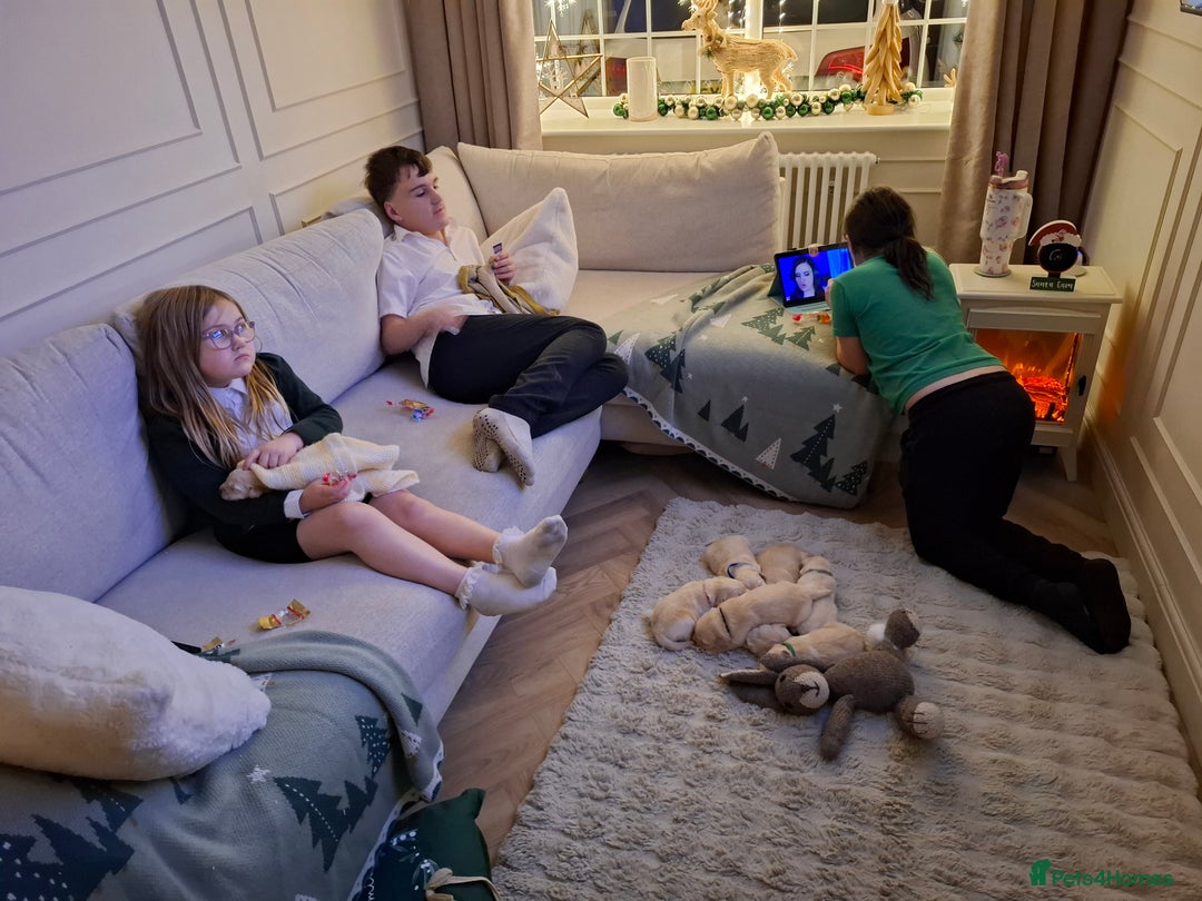 Golden Retriever dogs for sale: KC reg golden retriever puppies - Advert 11