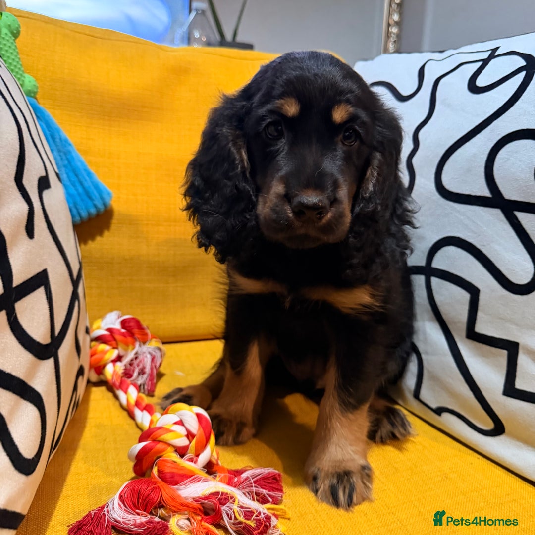 Cocker Spaniel dogs for sale: 7 Stunning Cocker Spaniel Puppies - Advert 18