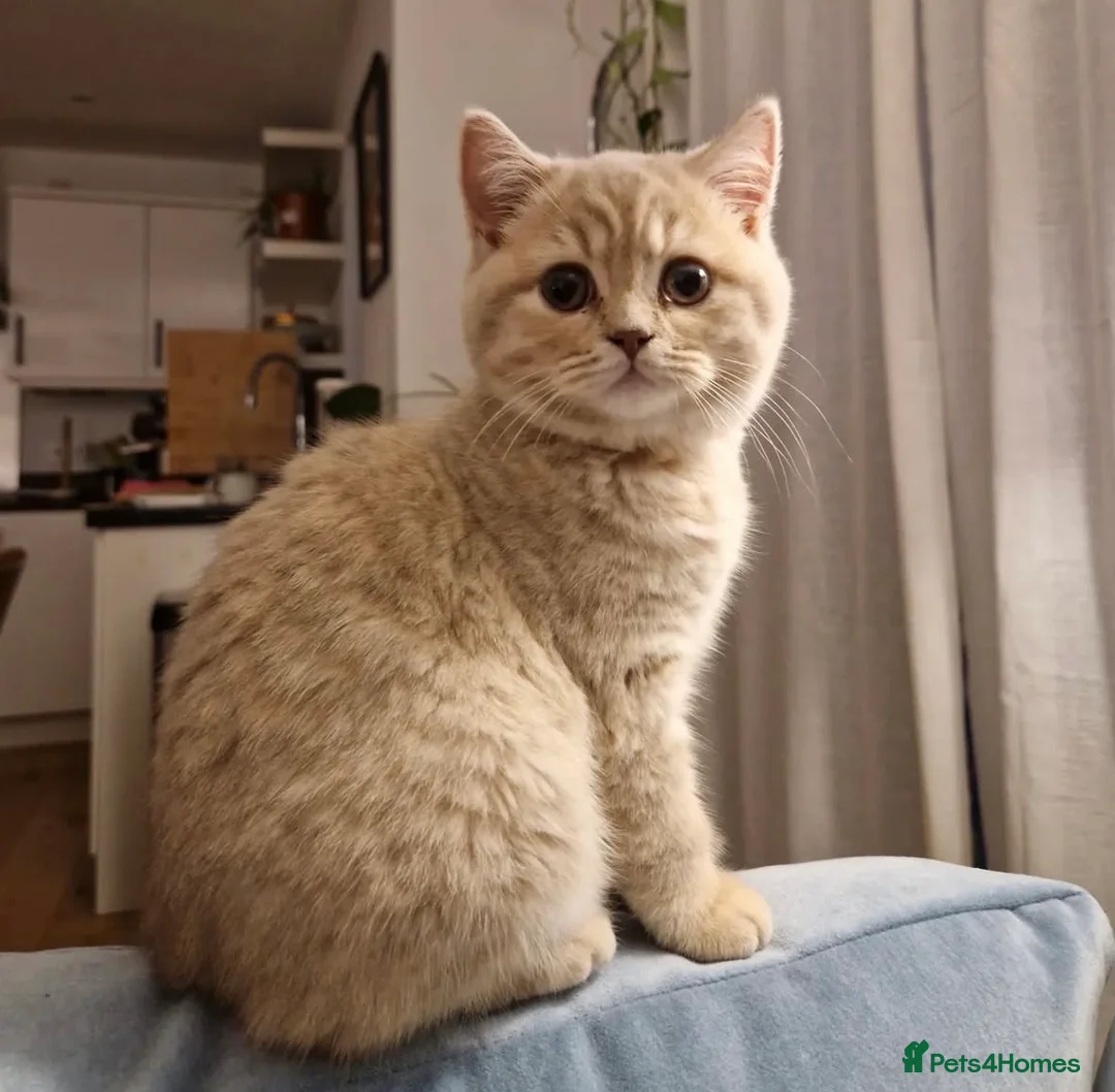 British Shorthair cats for sale: Pedigree tabby British shorthair lilac chocolate  - Advert 10