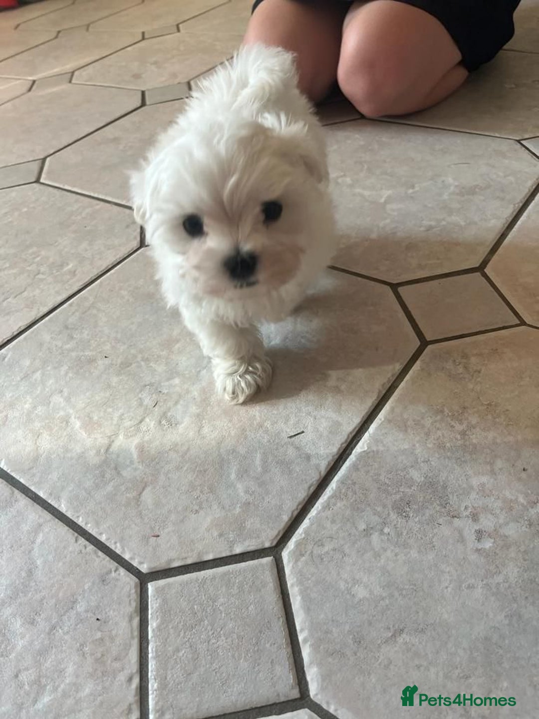 Maltese dogs for sale: Kc registered Maltese boys - Image 7