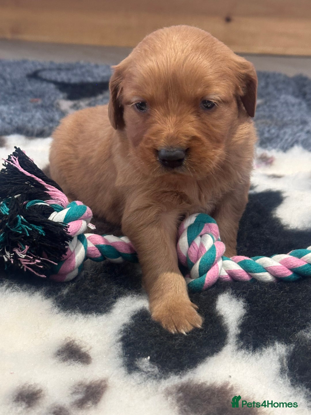 Golden Retriever dogs for sale: Fully health tested kennel club registered puppies - Image 3