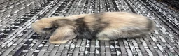 Mini Lop rabbits for sale: Beautiful mini lop babies ready NOW  - Advert 2