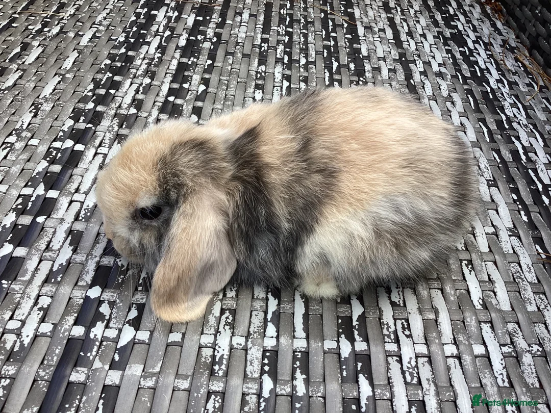 Mini Lop rabbits for sale: Beautiful mini lop babies ready NOW  - Advert 2