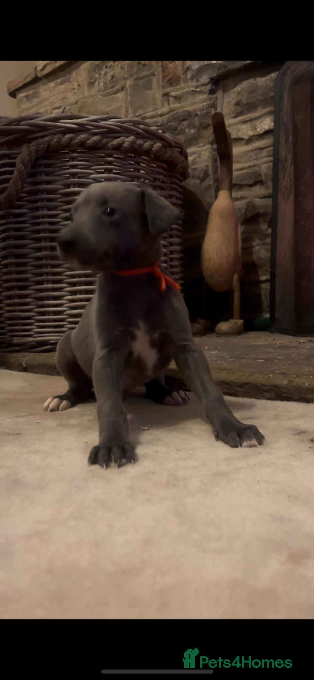 Whippet dogs for sale: Stunning Blue Whippet, white flecks  - Image 18