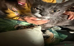 Domestic Shorthair cats for sale: Ember - Image 3