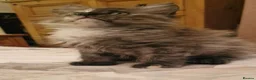 Maine Coon cats for sale: Gorgeous Half Maine Coon Litter  - Advert 25