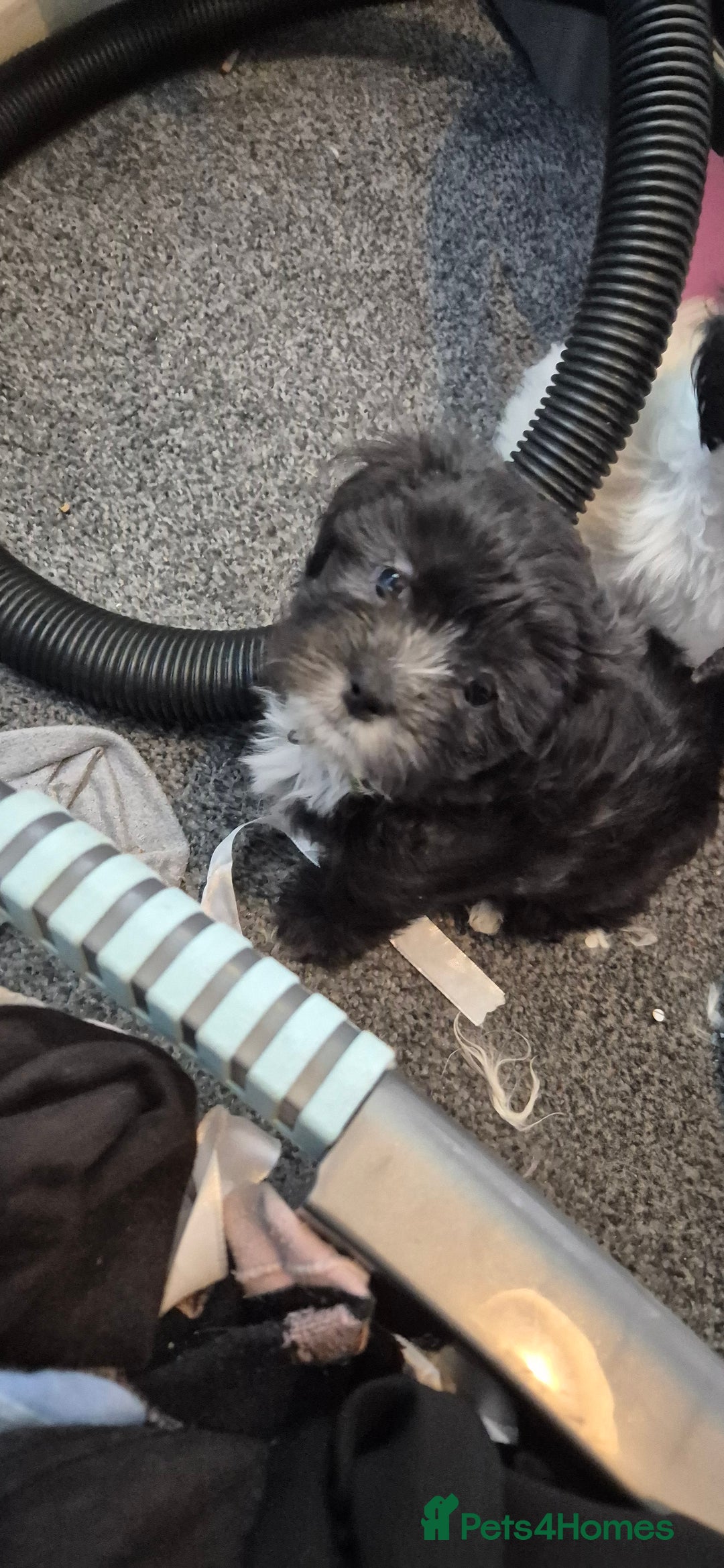 Maltipoo dogs for sale: shipoo puppies reduced READY NOW in Derby - Image 6
