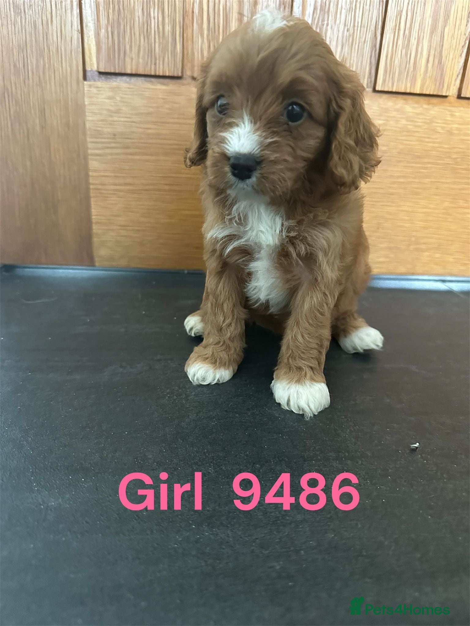 Cavapoo dogs Cavapoo pups F1 reds parent's DNA TESTED  - Advert 4