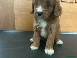 Cavapoo dogs Cavapoo pups F1 reds parent's DNA TESTED - Advert 4