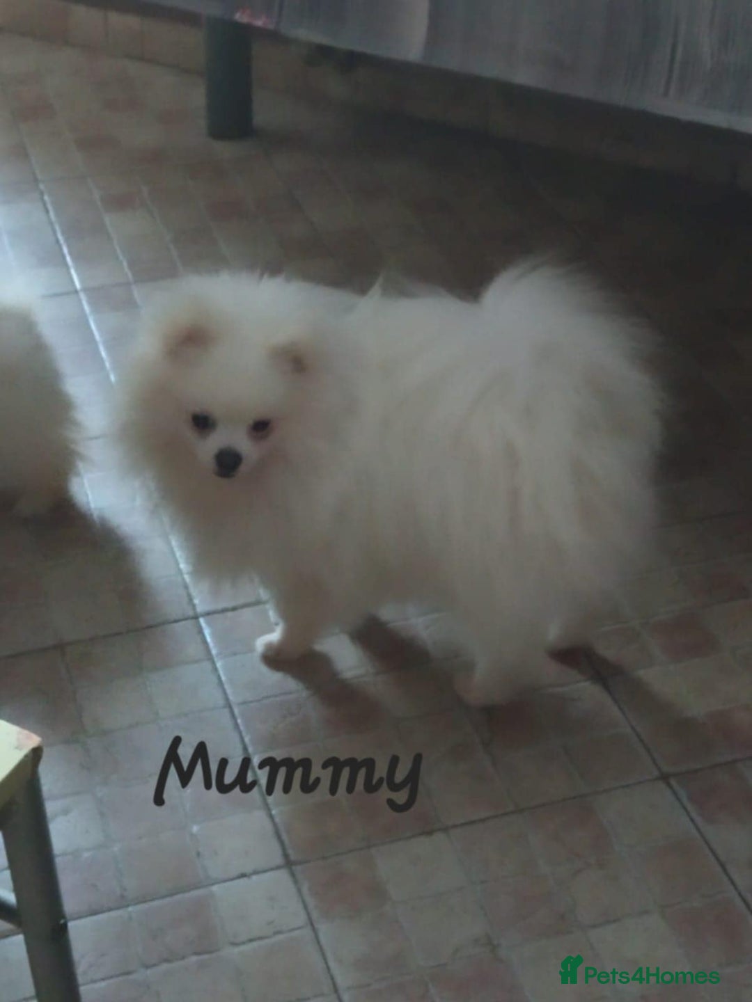 Pomeranian dogs for sale: ALIK  - Advert 1