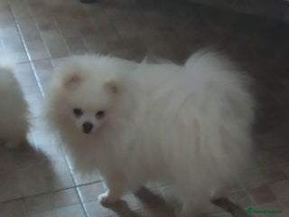 Pomeranian dogs ALIK - Advert 4