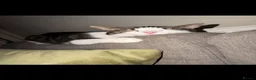British Shorthair cats for sale: Dolly  - Advert 2