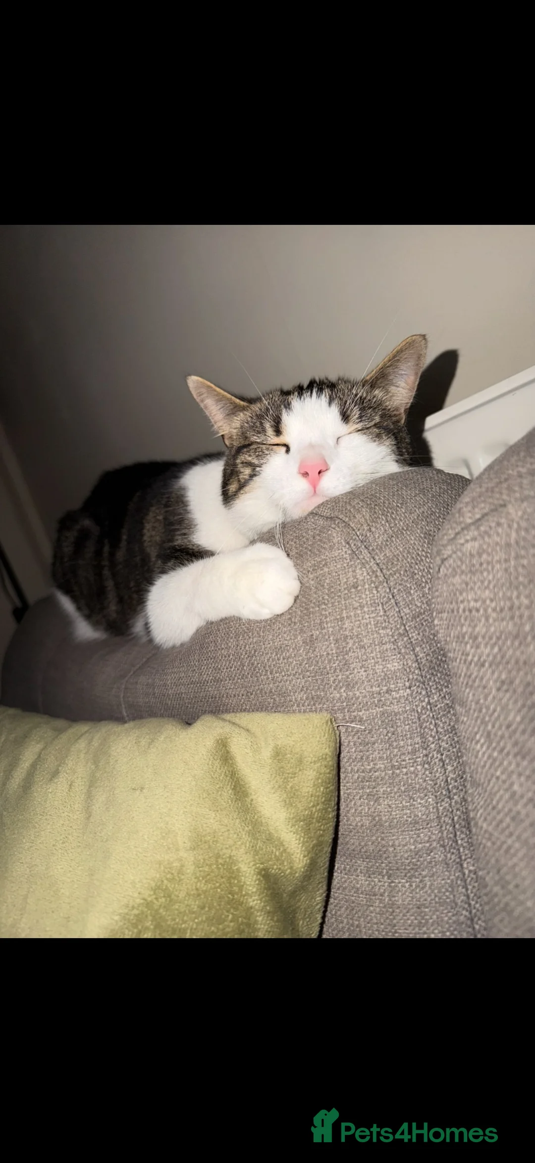 British Shorthair cats for sale: Dolly  - Advert 2