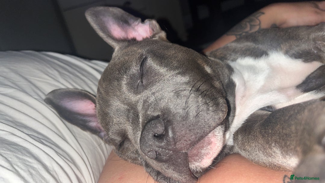 Mixed Breed dogs for sale: Bluey the beautiful boy  - Image 3