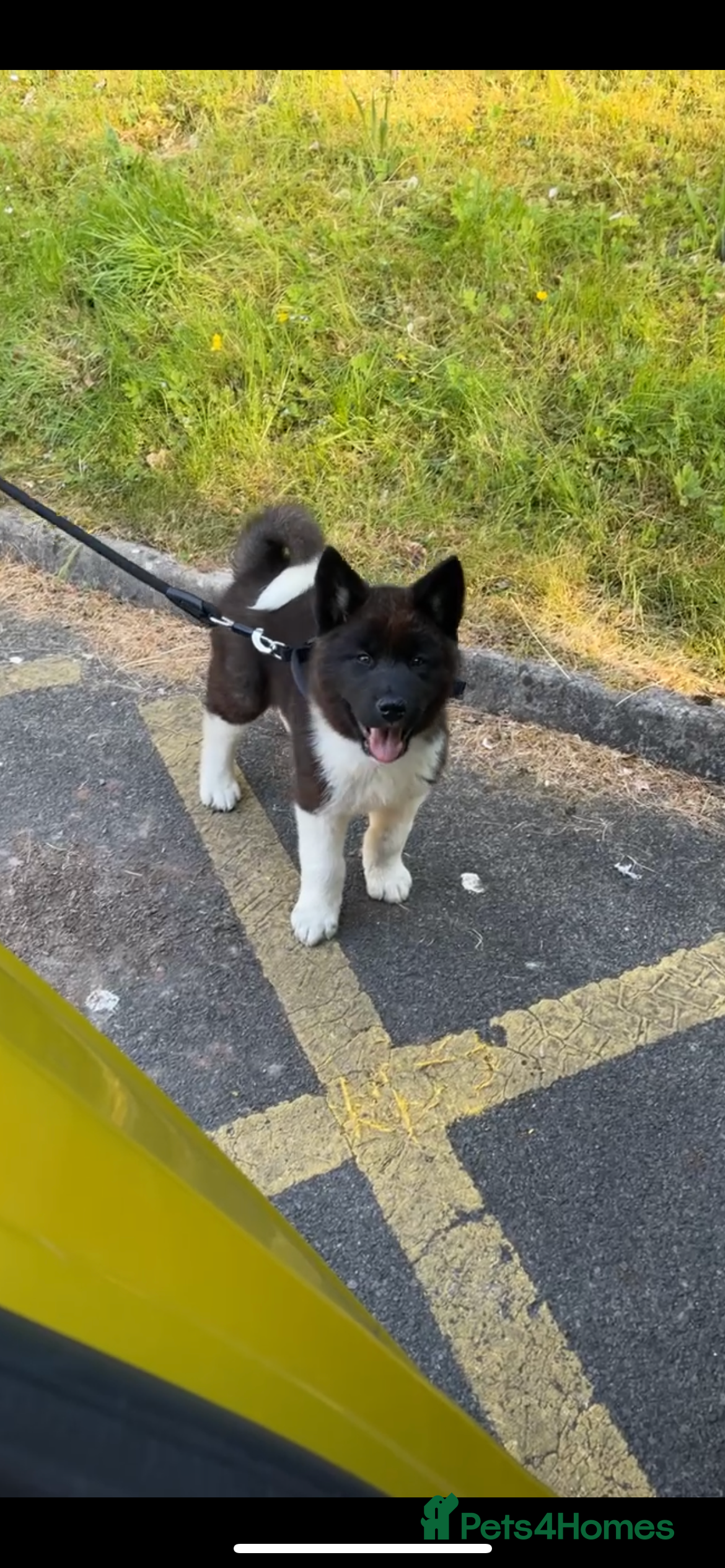 Akita dogs Looking to breed Bear with another American Akita  - Advert 1