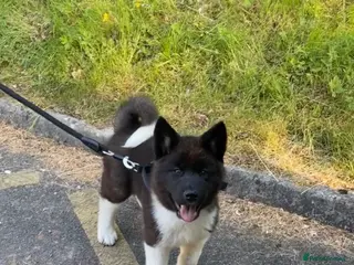 Akita dogs Looking to breed Bear with another American Akita - Advert 1
