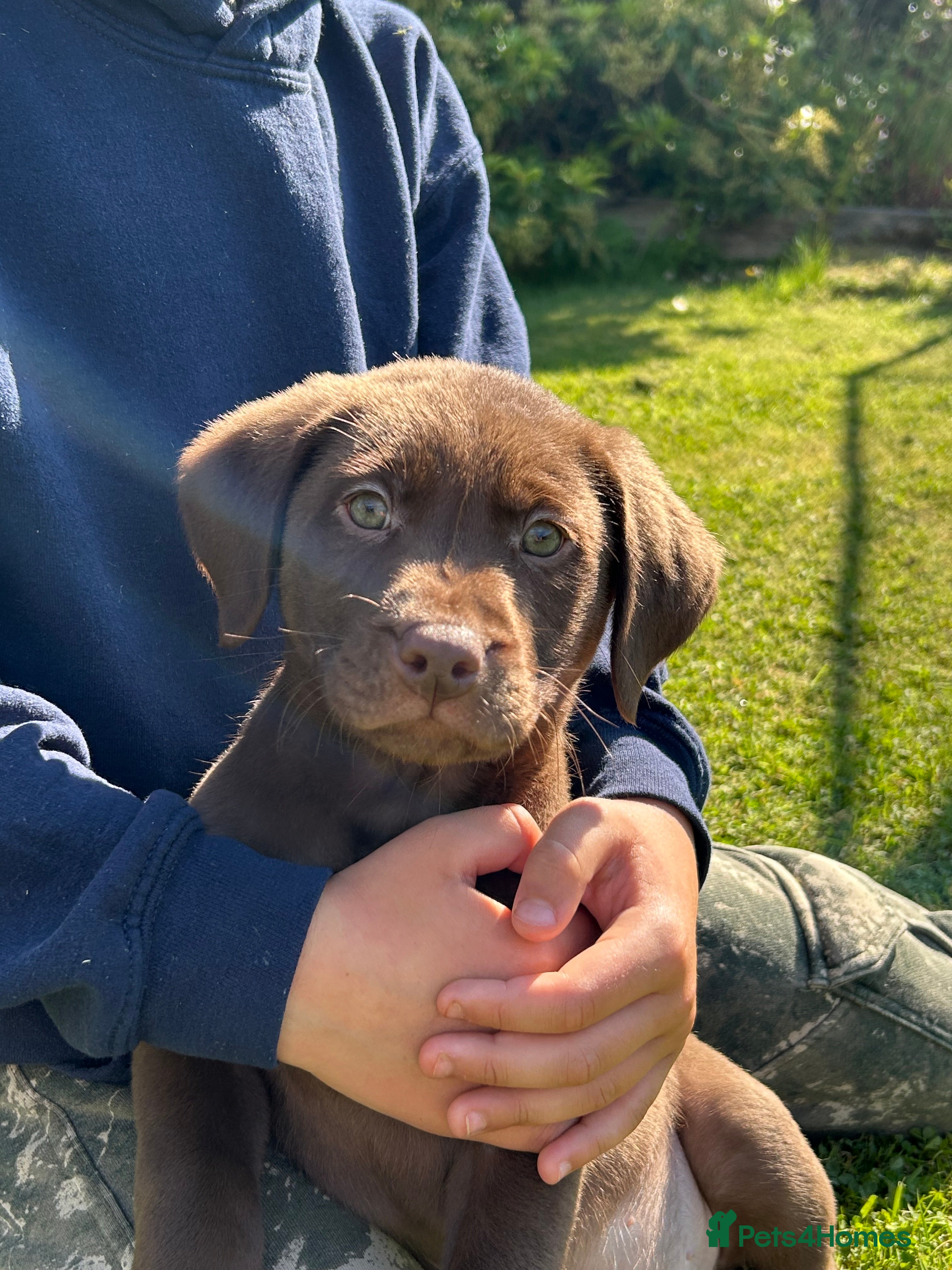 Labrador Retriever dogs KC Registered chocolate labrador puppy - Advert 4