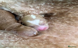 Toy Poodle dogs for sale: Tiny, rare parti poodle puppies. Red & white.  - Image 5