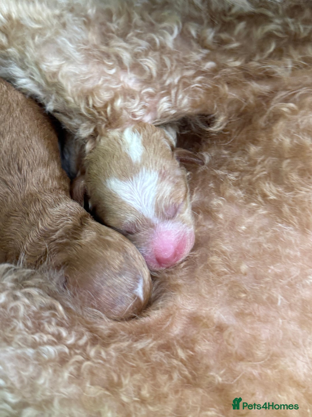 Toy Poodle dogs for sale: Tiny, rare parti poodle puppies. Red & white.  - Image 5