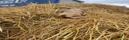 Lurcher dogs for sale: Stunning Kelpie lurchers  - Advert 13