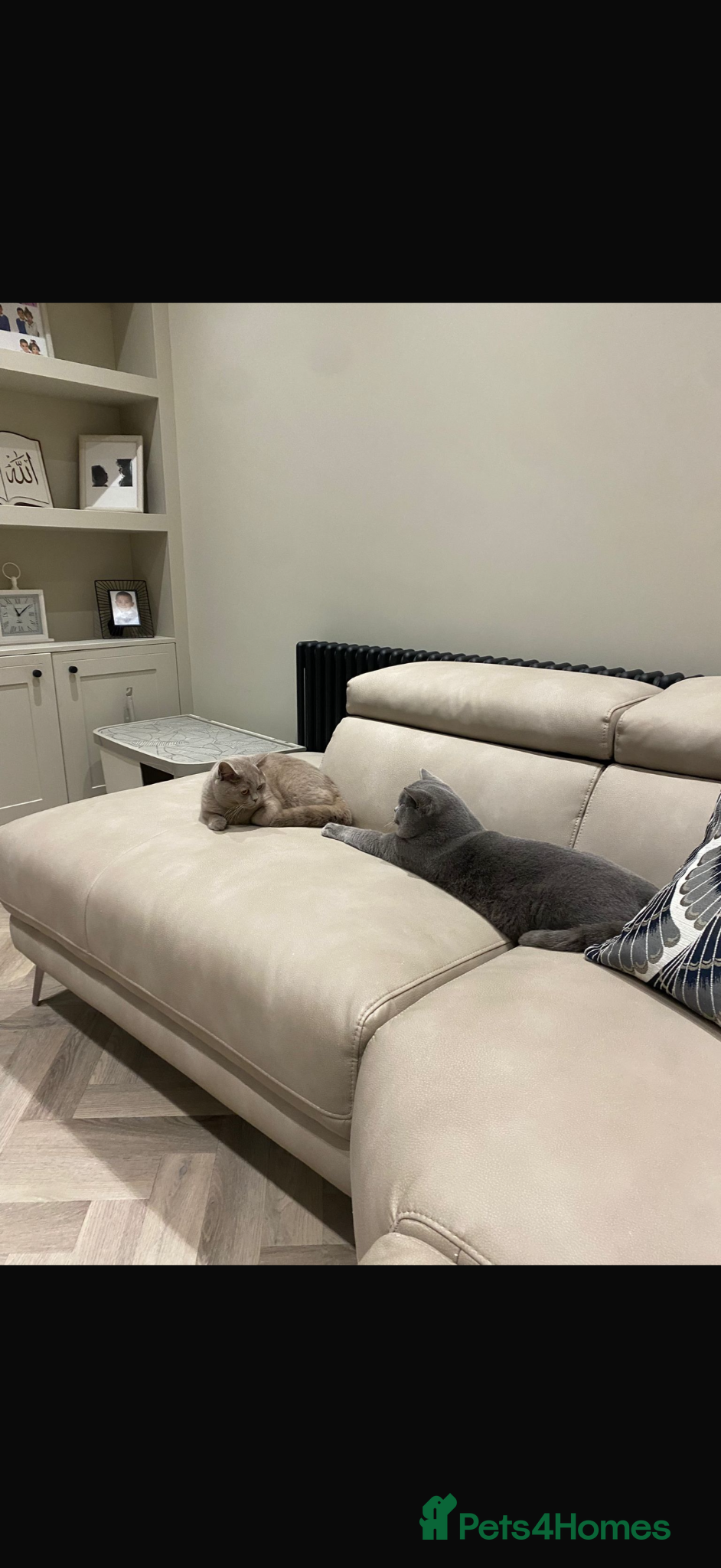 British Shorthair cats for sale: 3 gorgeous British shorthair  in Cheadle - Advert 3