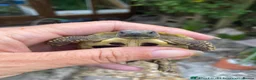 Hermann Tortoise reptiles for sale: Herman’s tortoises for sale - Advert 3