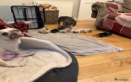 French Bulldog dogs for sale: Beautiful Pups – Looking for Their Forever Homes - Advert 9