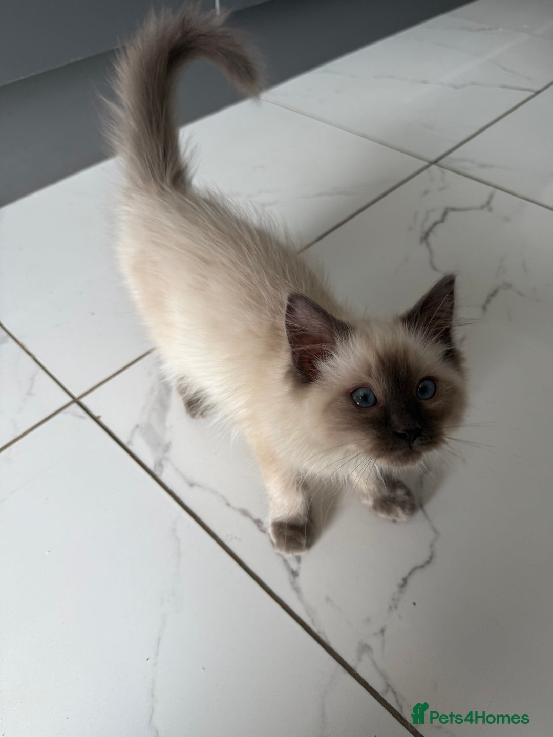 Ragdoll cats for sale: Ragdoll kittens  - Image 7