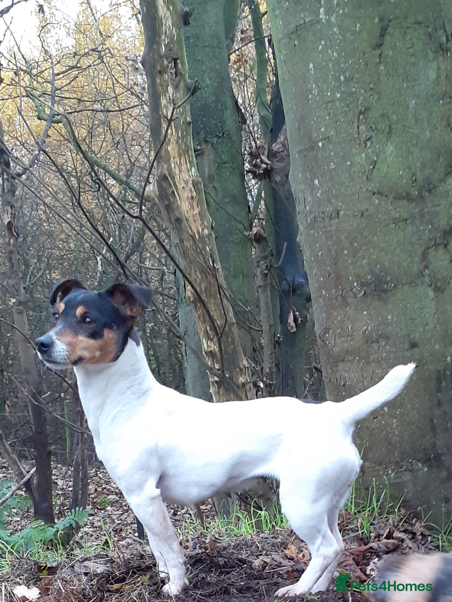 Jack Russell dogs Jack Russell Bitch  - Advert 9