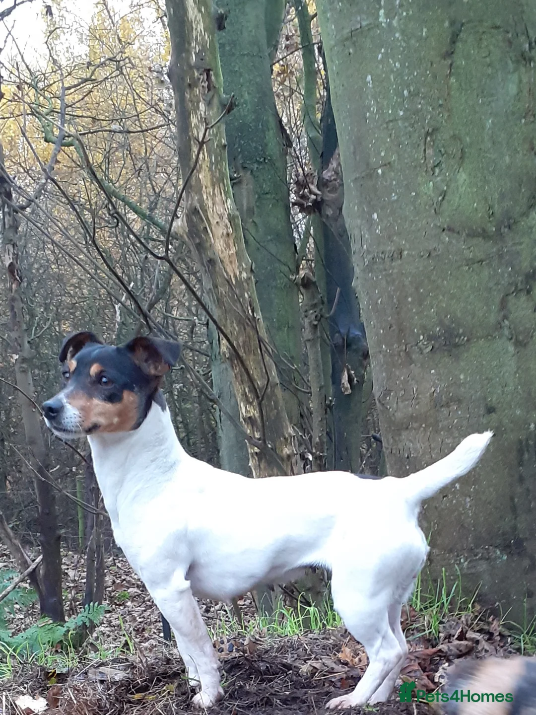 Jack Russell dogs for sale: Jack Russell Bitch  - Advert 1