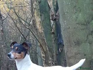 Jack Russell dogs Jack Russell Bitch - Advert 9