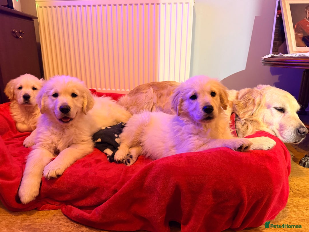 Golden Retriever dogs for sale: Fluffy Bears ready to go. Xx - Advert 9