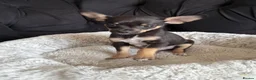 Mixed Breed dogs for sale: 3 GORGEOUS Puppies need their FOREVER HOMES 💙💙❤️ - Advert 5